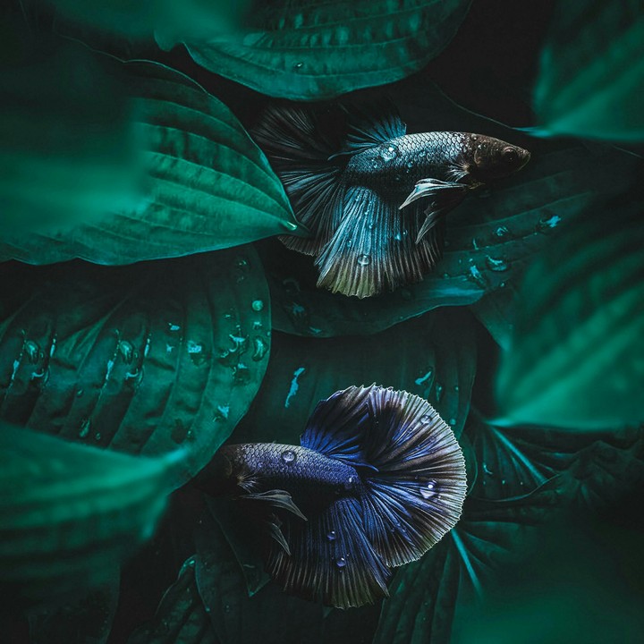 fishes