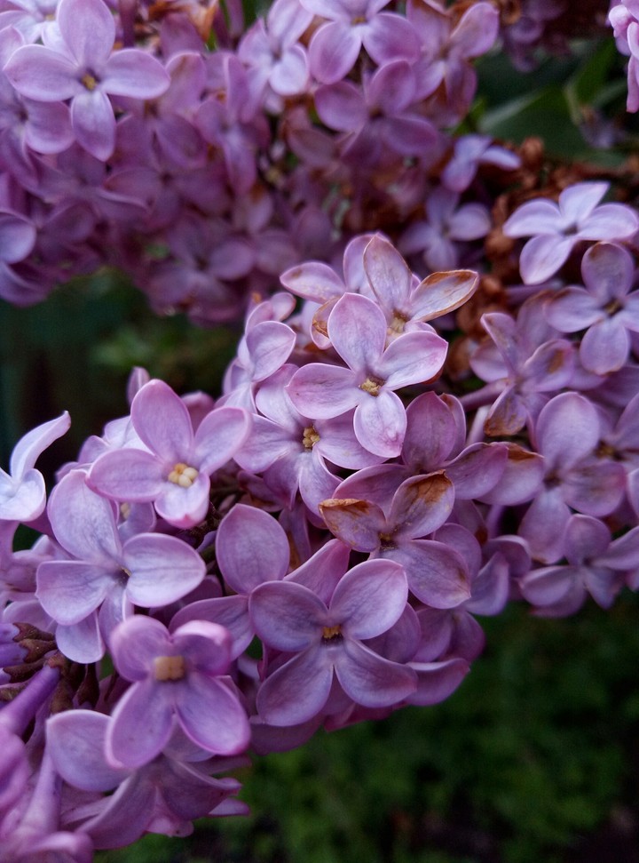 Lilac