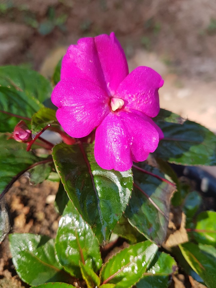 flower