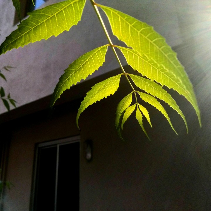 neem