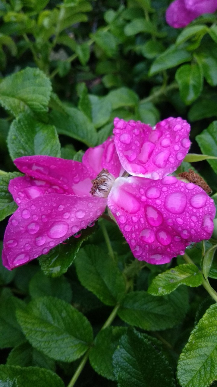 rain