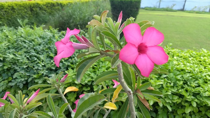 pink