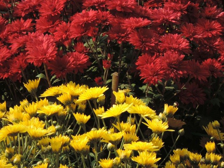 flowers