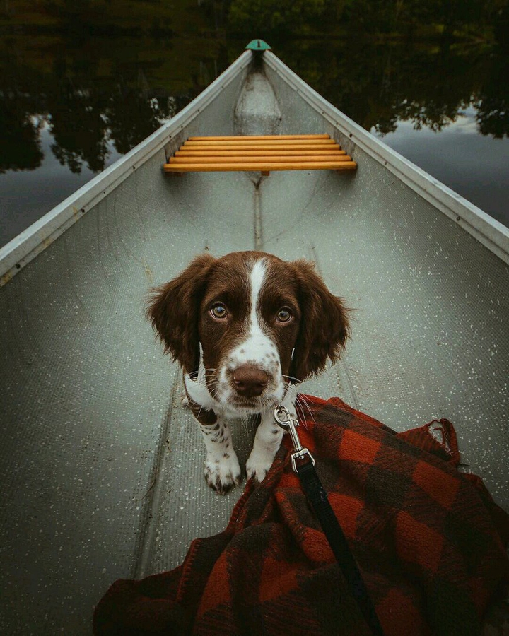 puppy