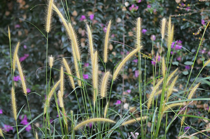 Family of grass