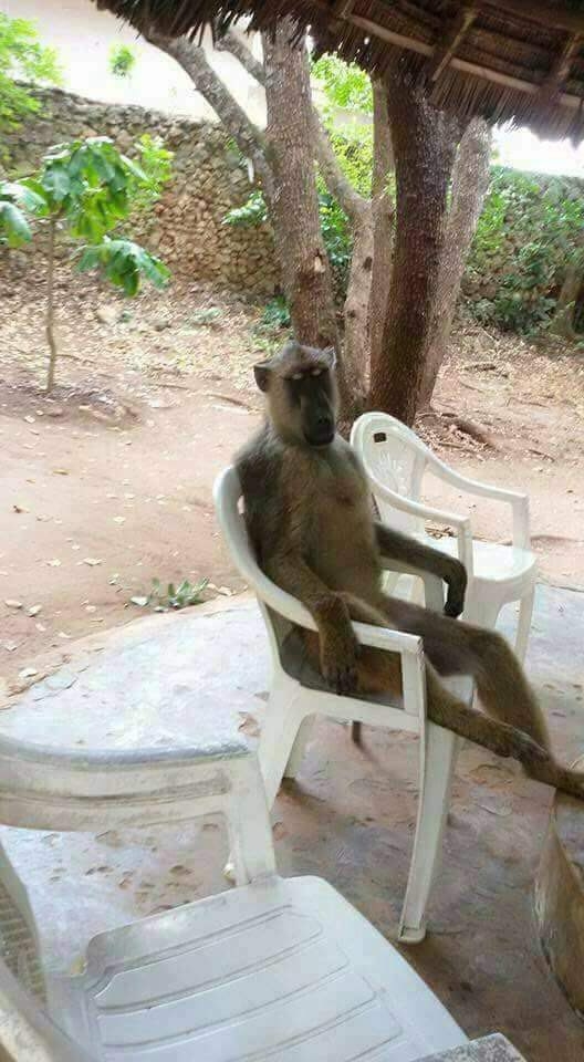 Monkey man