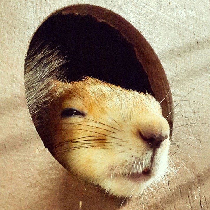 Sleepy squirrel