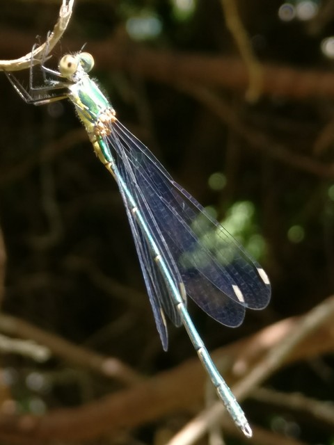 libellule