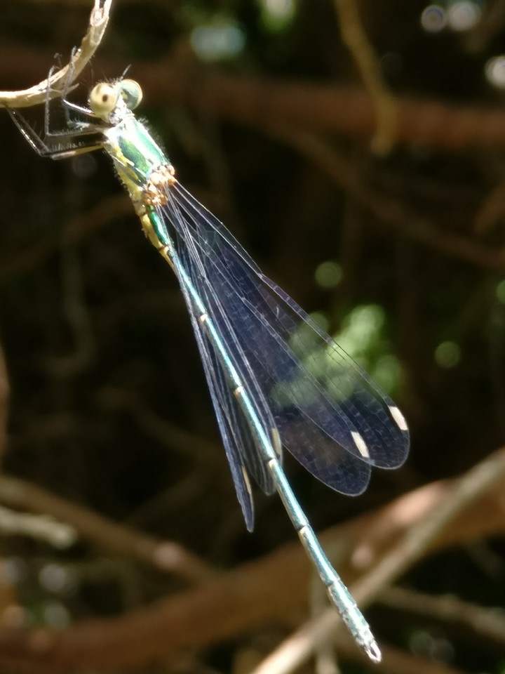 libellule