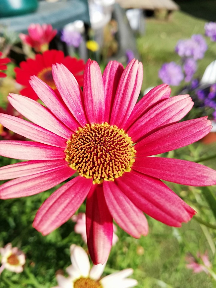 Summer flowers