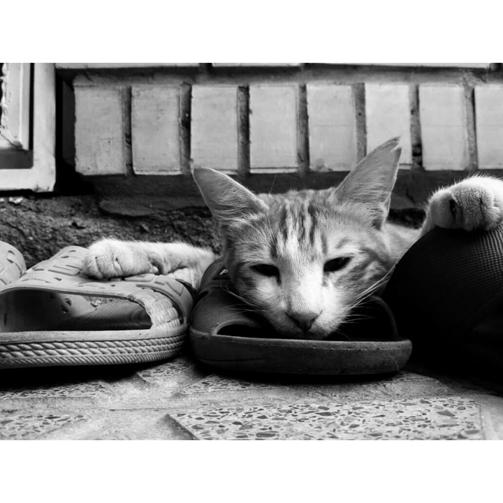 cat
