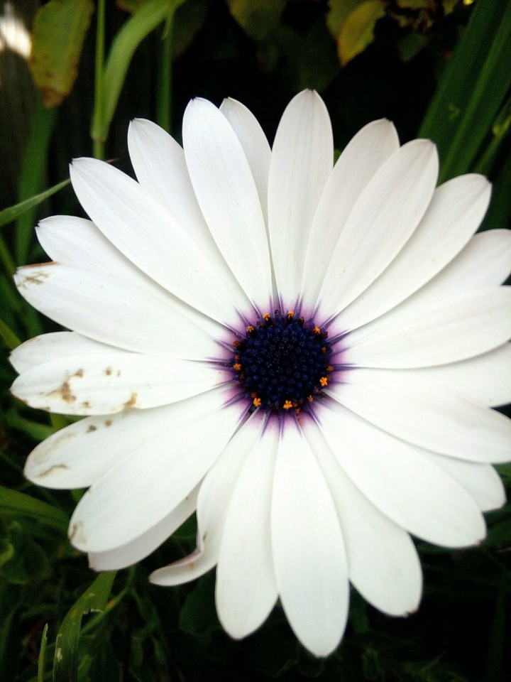 White Daisy