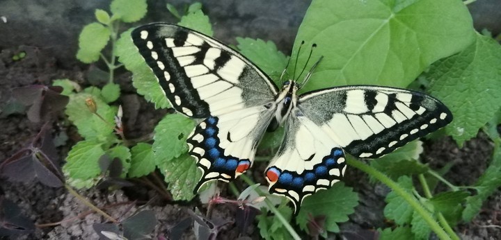 Butterfly