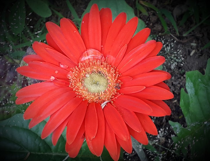 flower with water drop