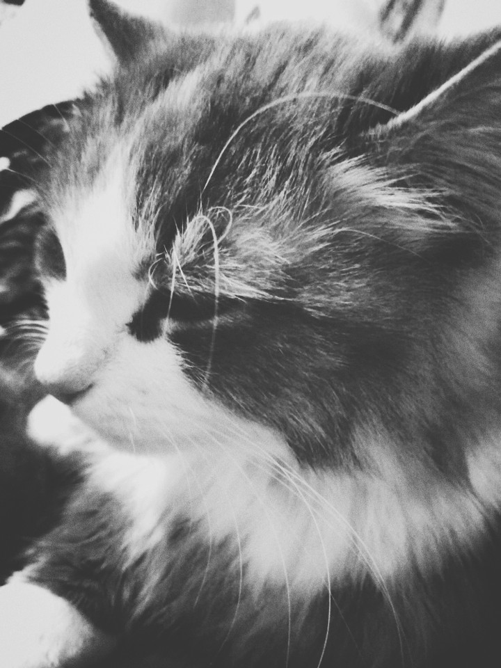 кошка
