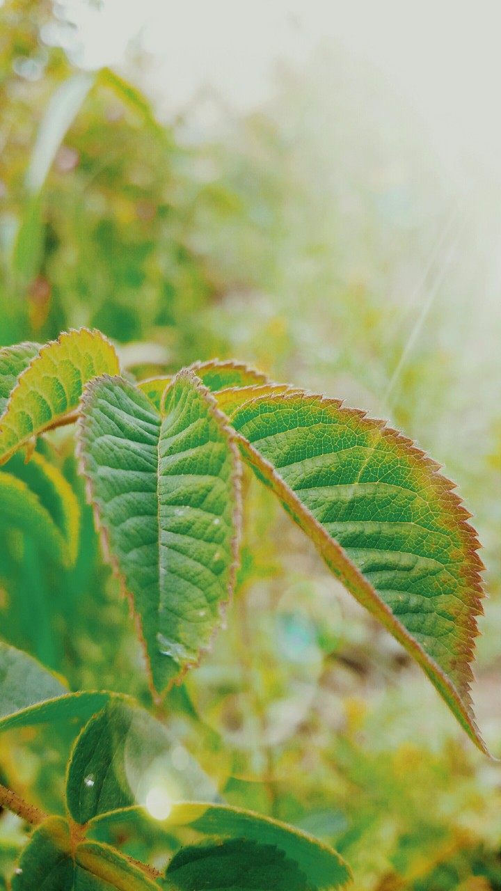 foliage leaf