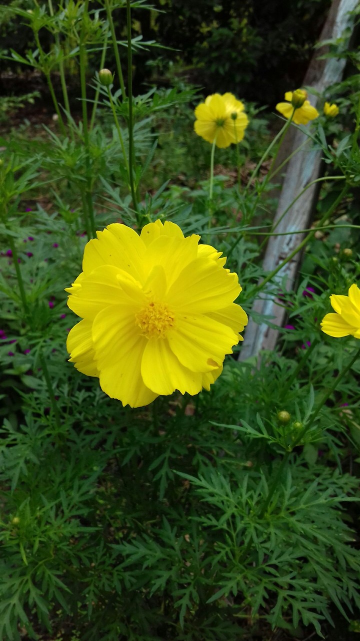 always beautiful flowers