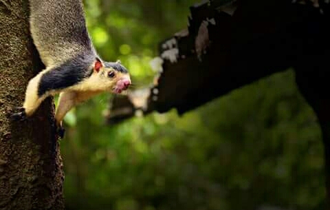Grizzled giant squirrel .....