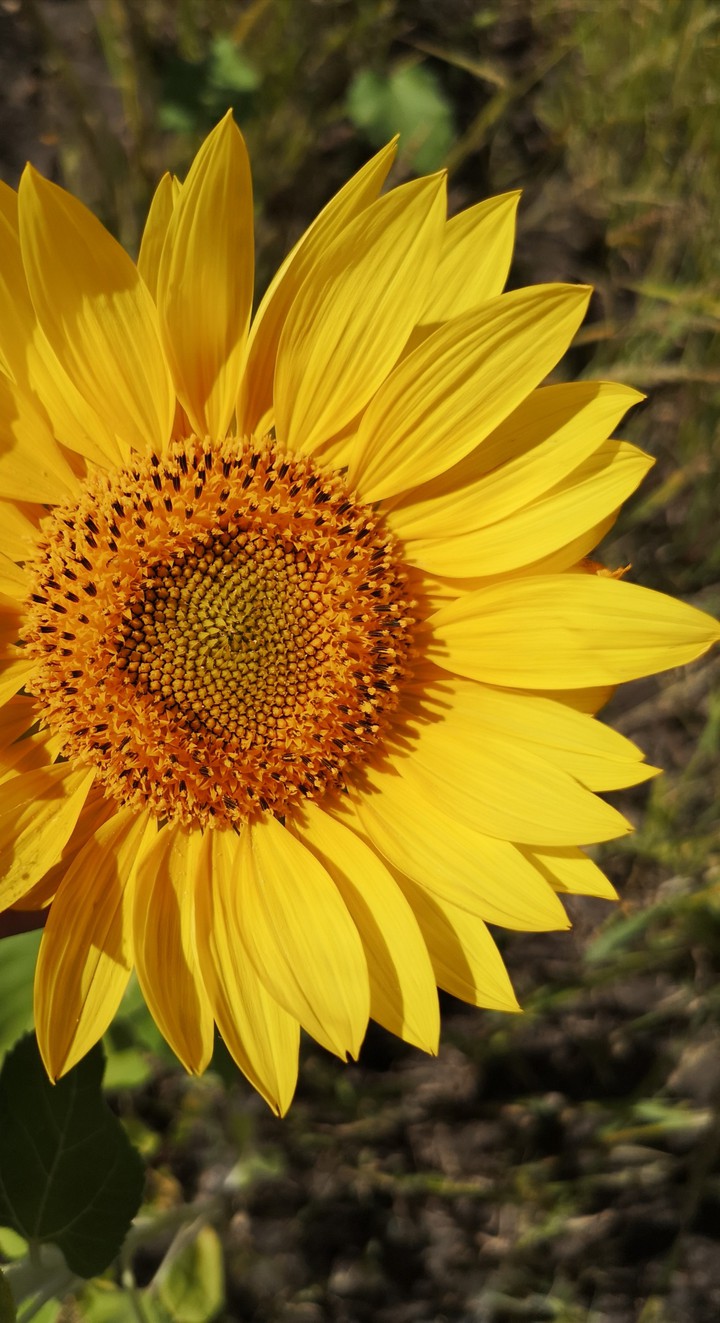 sunflower