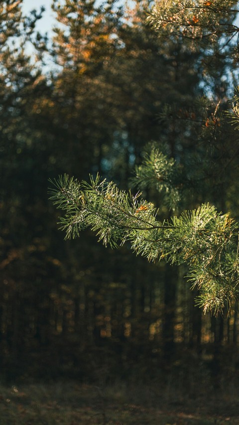 tapety larch, branch