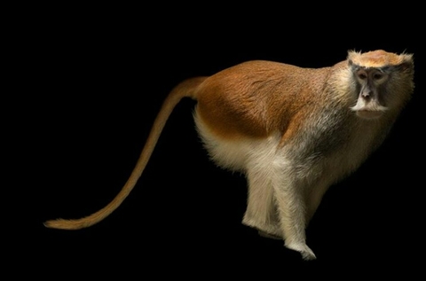 生物, 動物桌布
