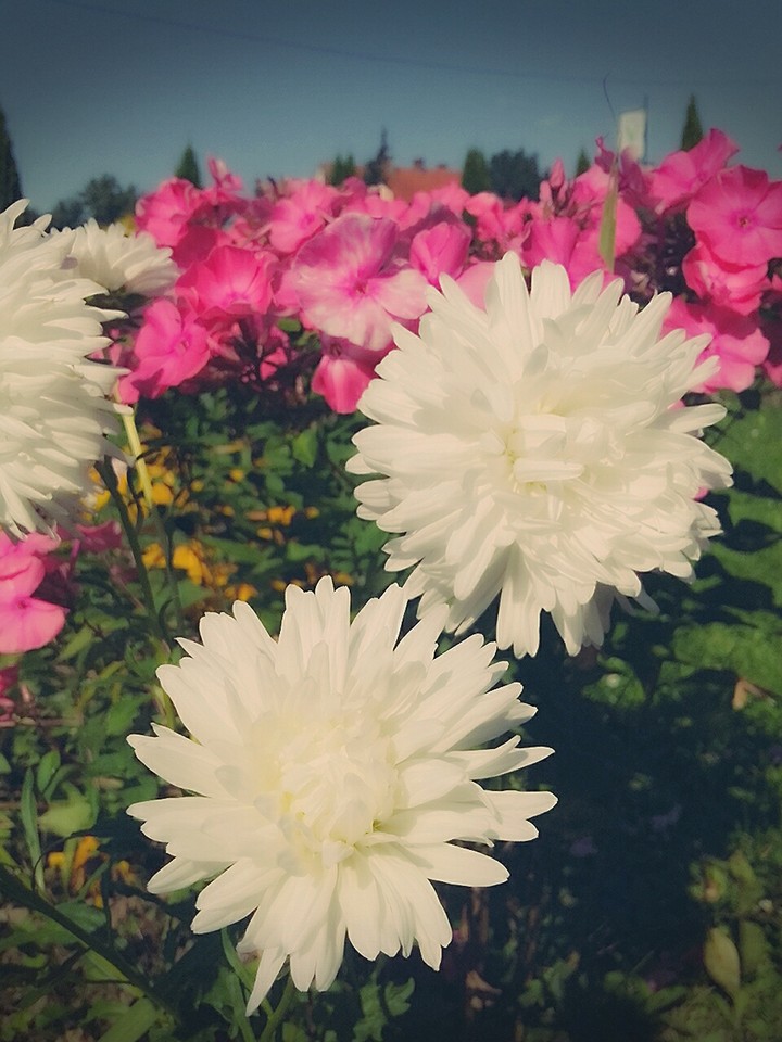 flowers