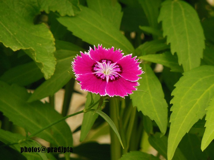 pink flora disc...@thiksey,leh