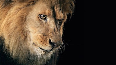 lion