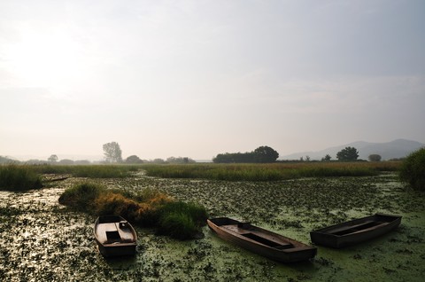 Scenics