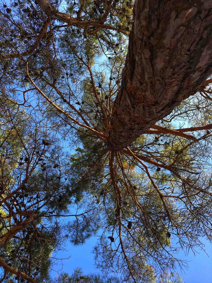 pine