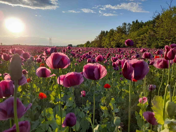 flowerfield