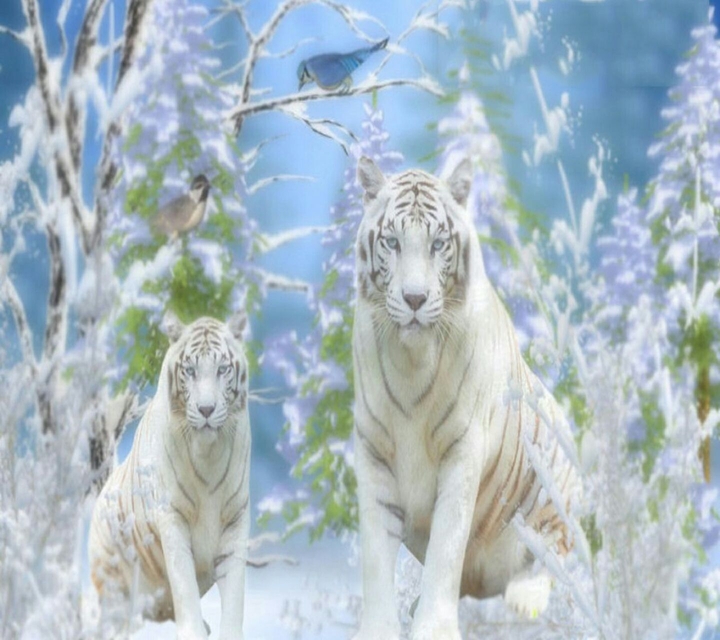 Awesome White Tigers