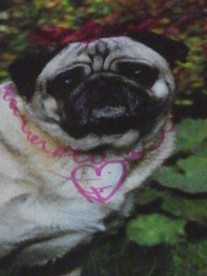Puggy! :-*  :-D