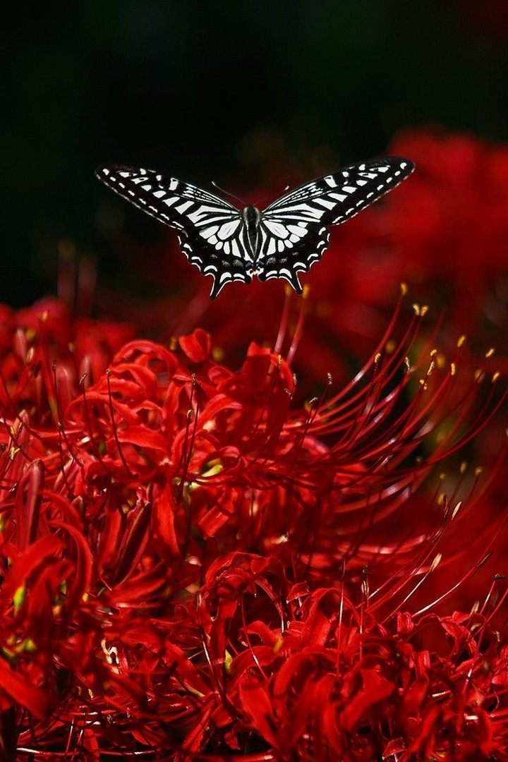 Lycoris radiata 3