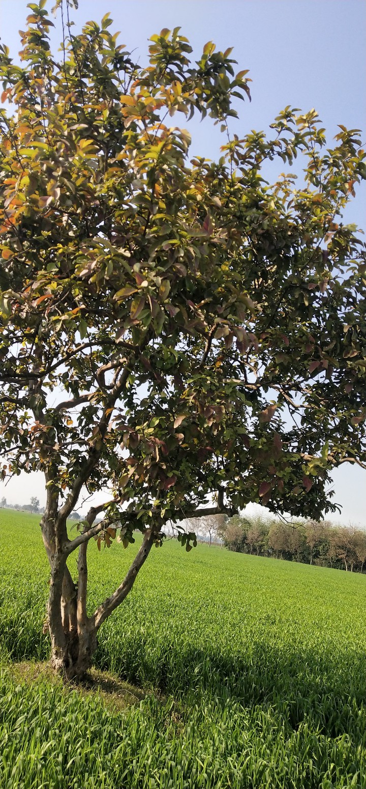tree