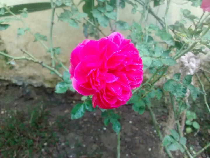 A pink rose