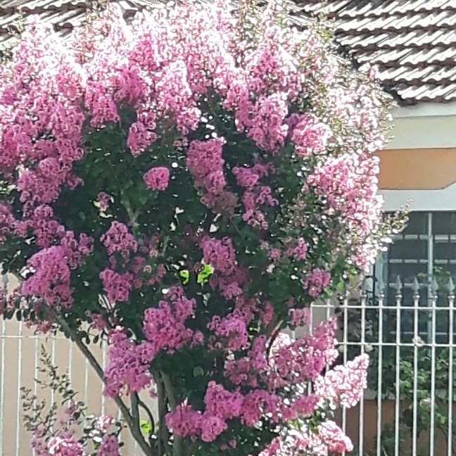 coisasobre da natureza...lindíssima