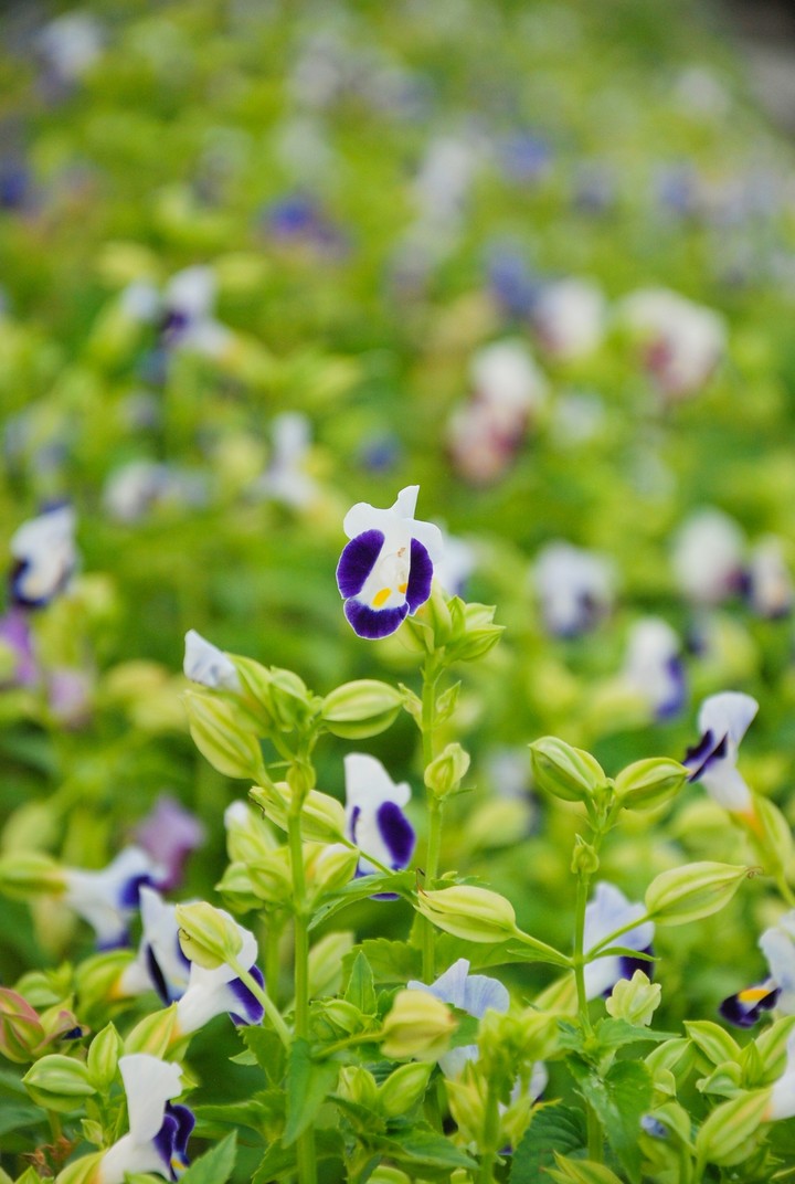 flowers.