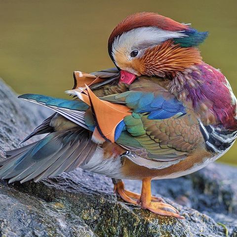#mendrin_duck