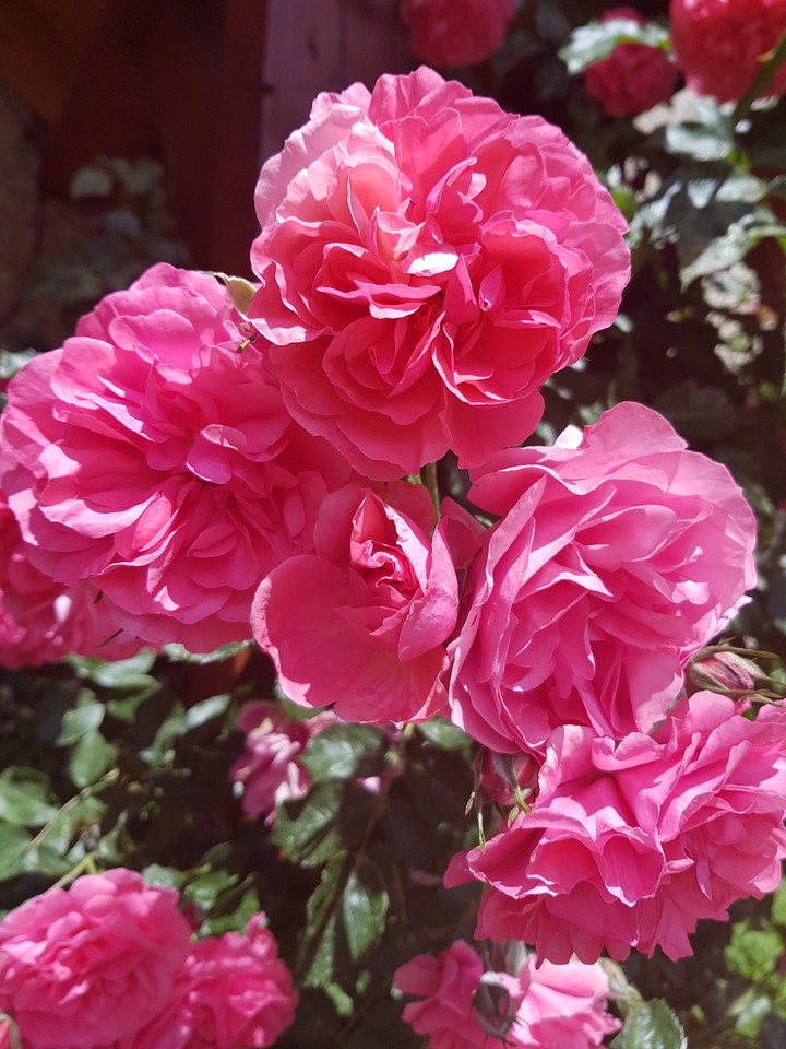 Rose dream