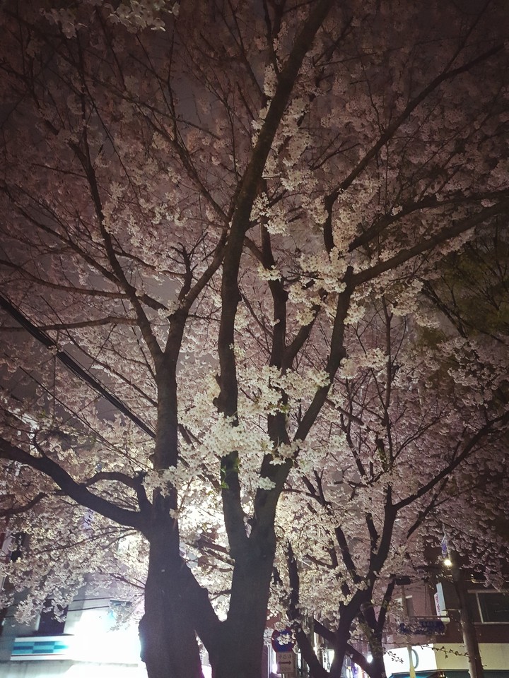벚꽃