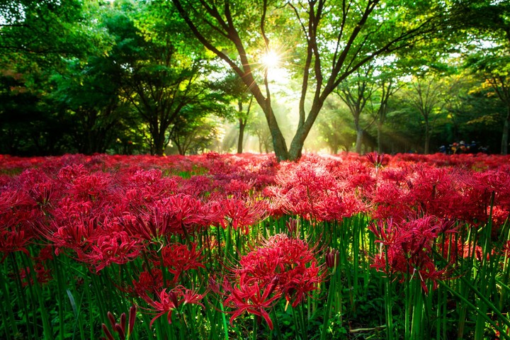a magical site has drawn by an artist brush