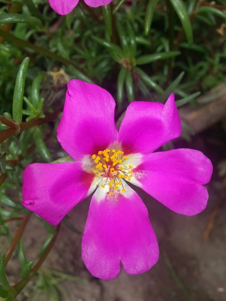 flower