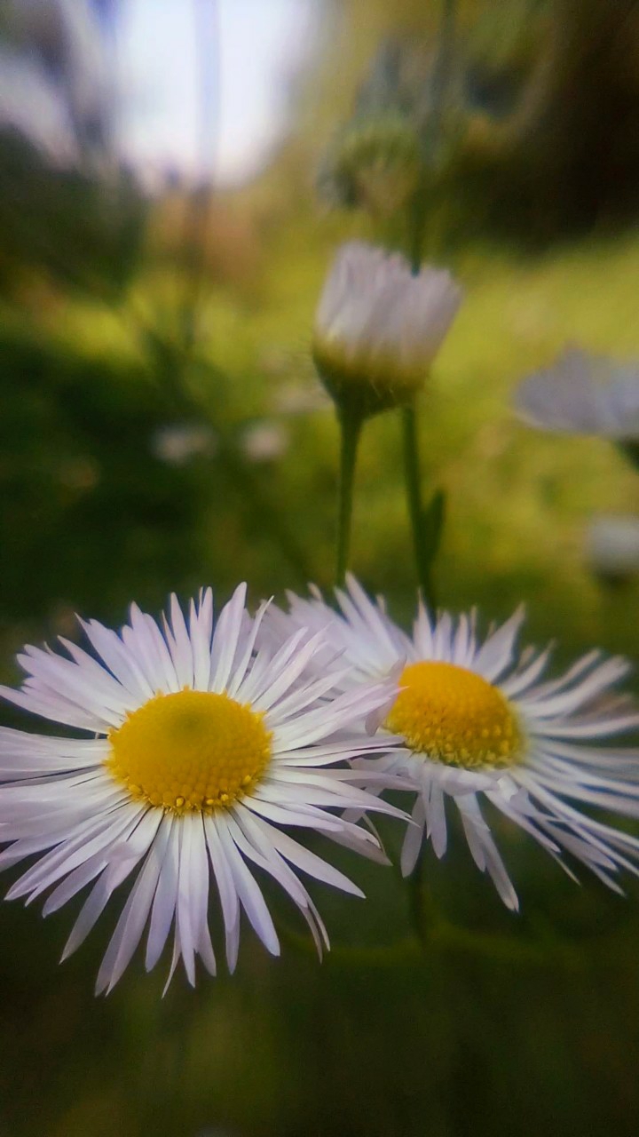 chamomile