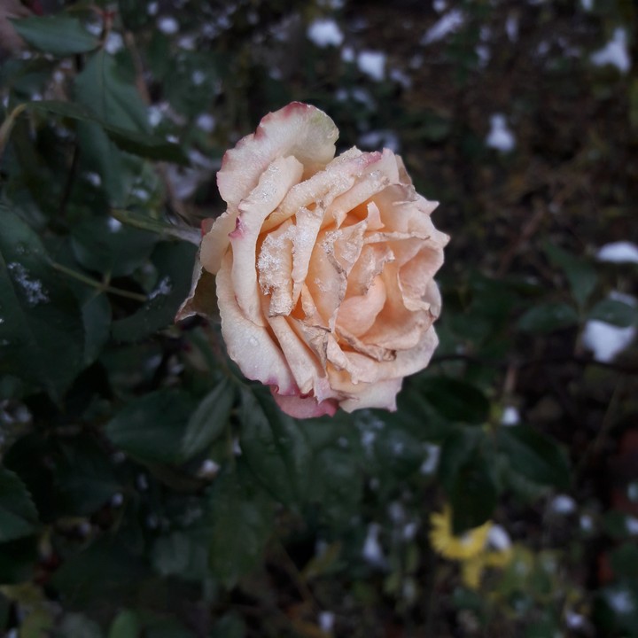rose