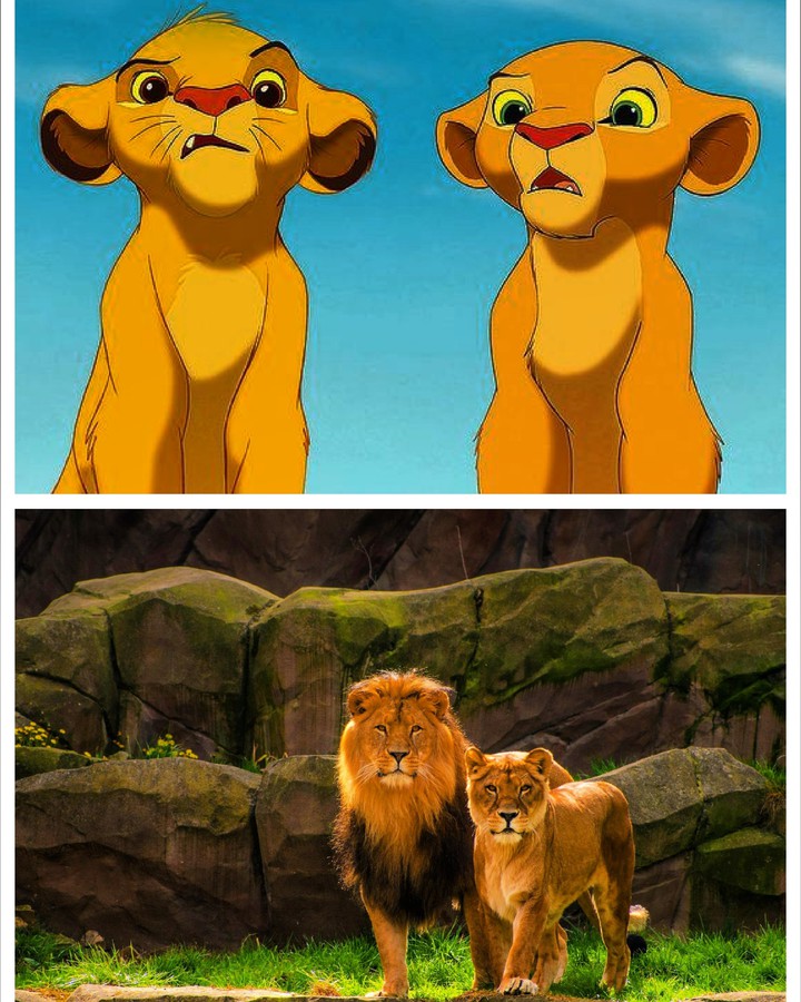 nala e simba da piccoli a grandi