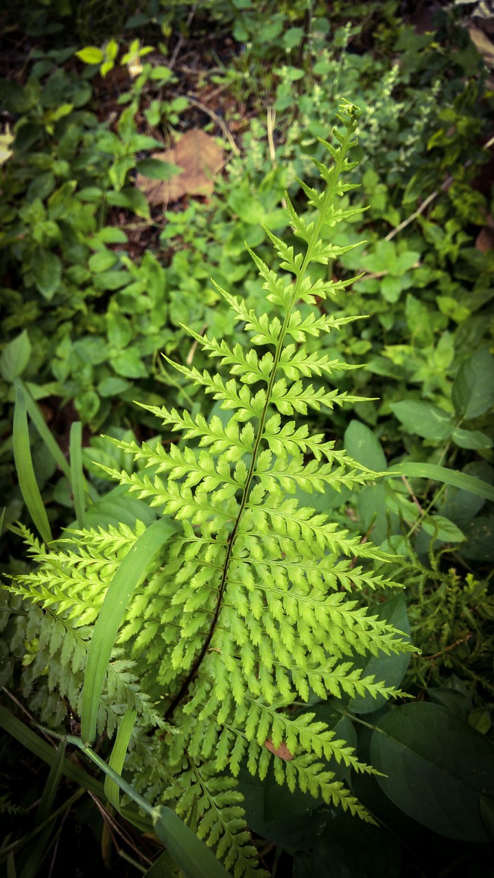green