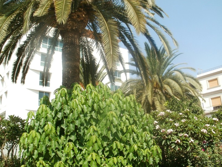 Palms