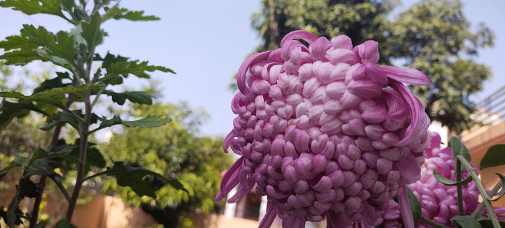 My clicks