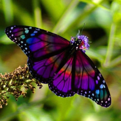 butterfly dreams